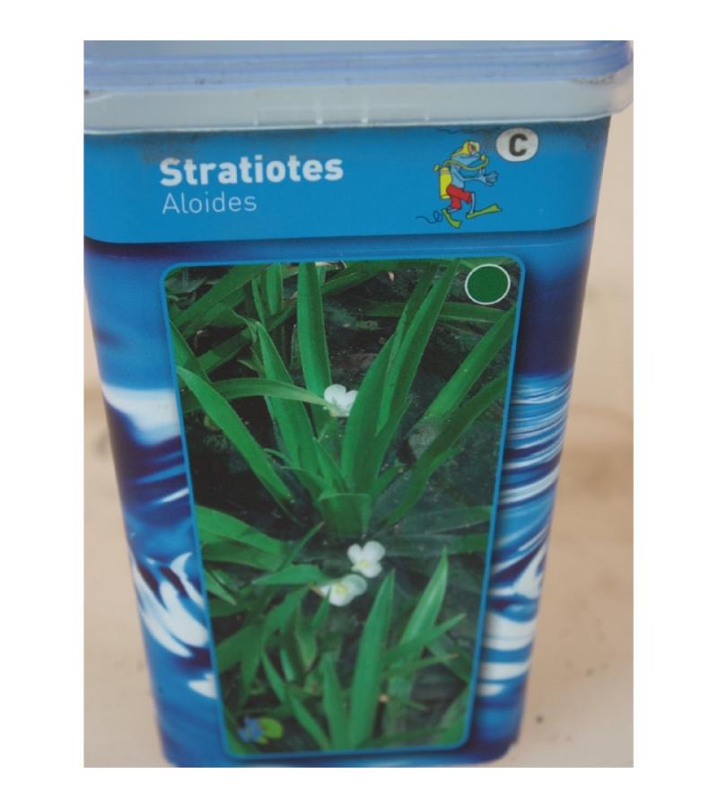 Krabbenscheer (Stratiotes aloides) drijfplant