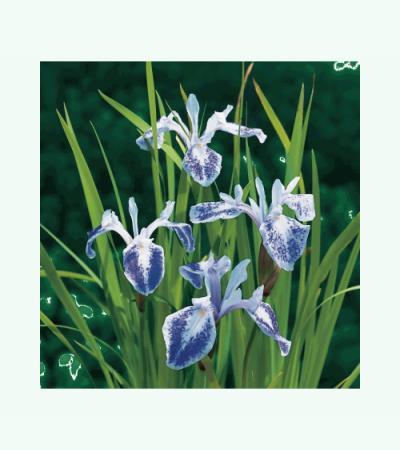 Gevlekte Japanse iris (Iris laevigata “Mottled Beauty”) moerasplant (6-stuks)