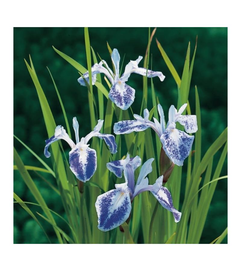 Gevlekte Japanse iris (Iris laevigata “Mottled Beauty”) moerasplant (6-stuks)