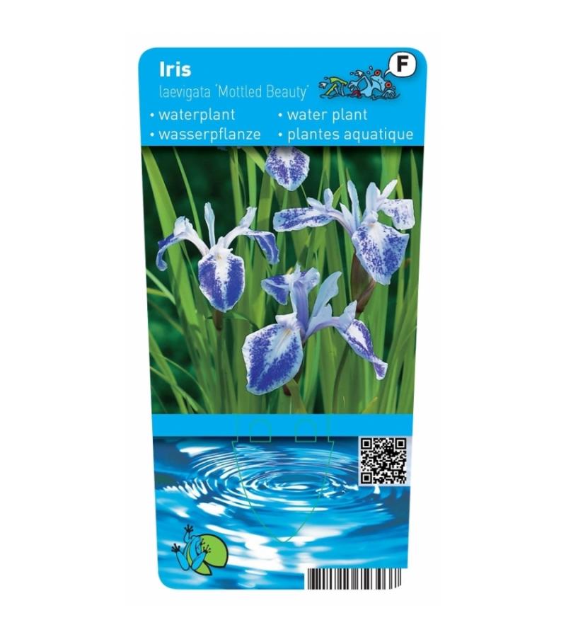 Gevlekte Japanse iris (Iris laevigata “Mottled Beauty”) moerasplant (6-stuks)