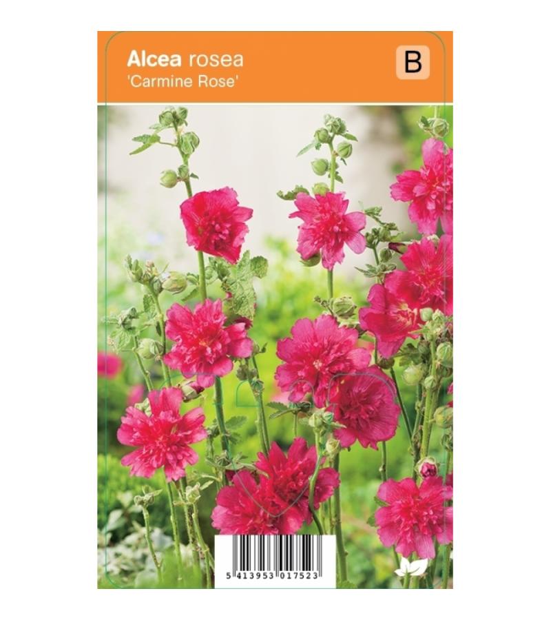 Stokroos (alcea rosea "Carmine Rose") zomerbloeier