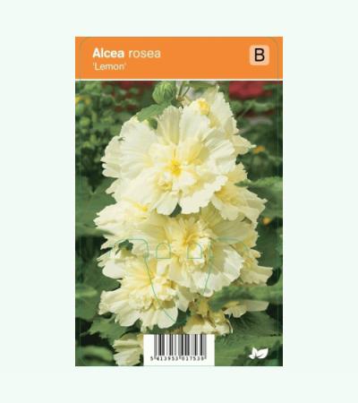 Stokroos (alcea rosea "Lemon") zomerbloeier