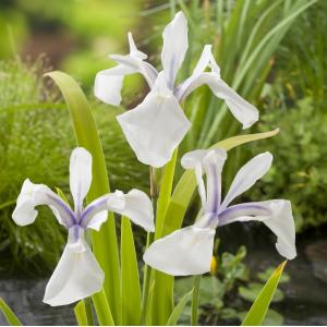 Witte Japanse iris (Iris Laevigata “Snowdrift”) moerasplant