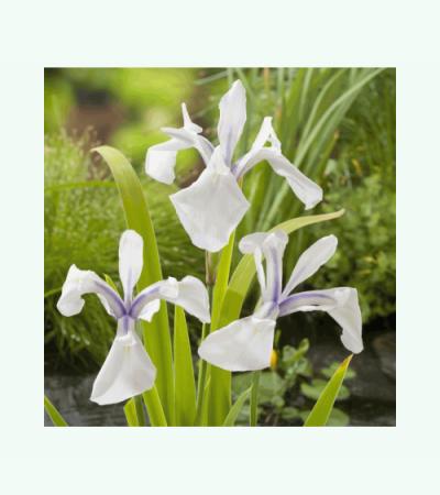 Witte Japanse iris (Iris Laevigata “Snowdrift”) moerasplant (6-stuks)
