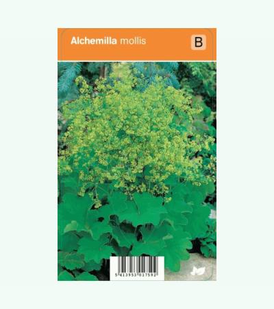 Vrouwenmantel (alchemilla mollis) zomerbloeier