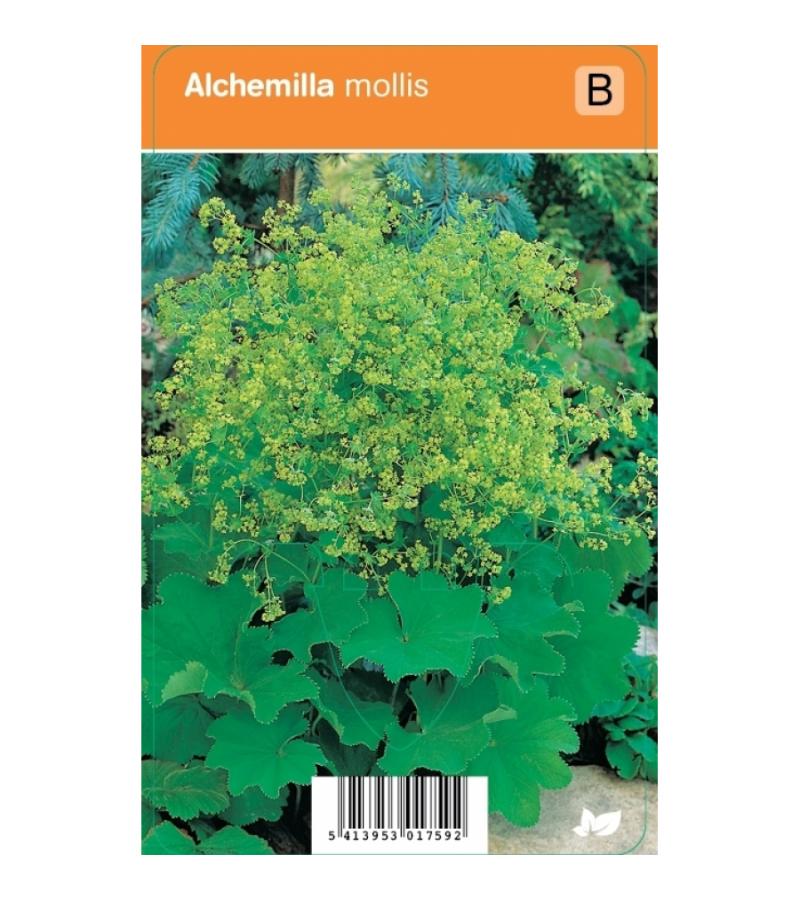 Vrouwenmantel (alchemilla mollis) zomerbloeier