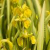 Bonte gele iris (Iris pseudacorus “variegata”) moerasplant