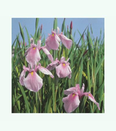 Roze Japanse iris (Iris laevigata “Rose Queen”) moerasplant (6-stuks)