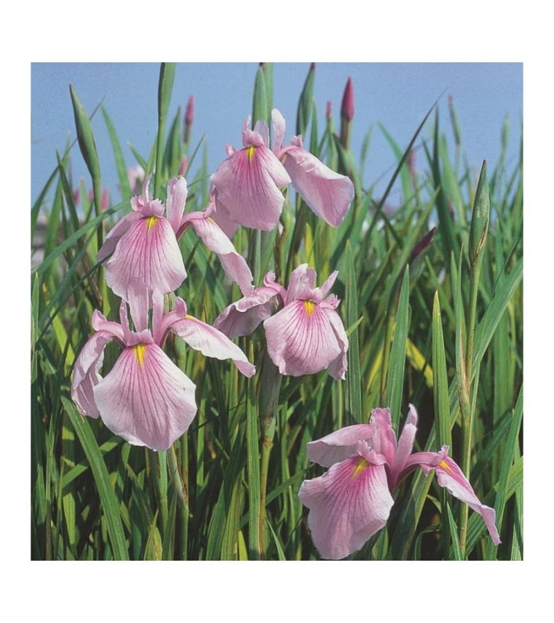 Roze Japanse iris (Iris laevigata “Rose Queen”) moerasplant (6-stuks)