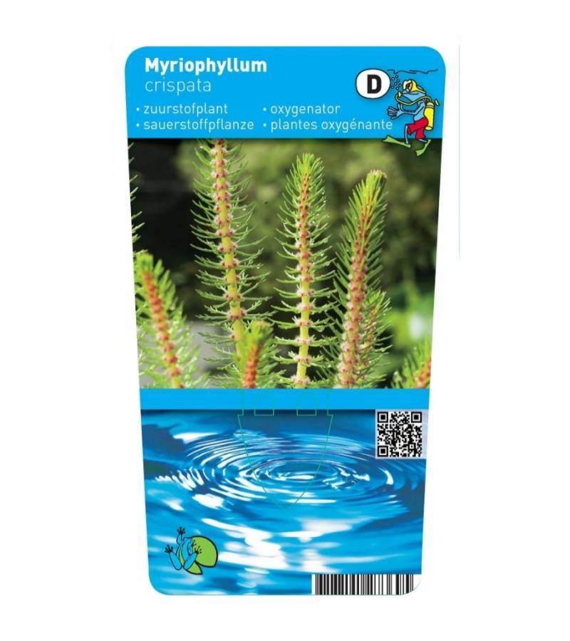 Vederkruid (Myriophyllum crispata) zuurstofplant (10-stuks)