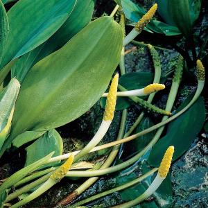 Goudknots (Orontium aquaticum) moerasplant - 6 stuks