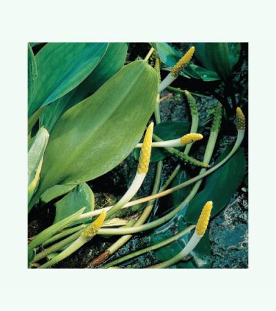 Goudknots (Orontium aquaticum) moerasplant (6-stuks)