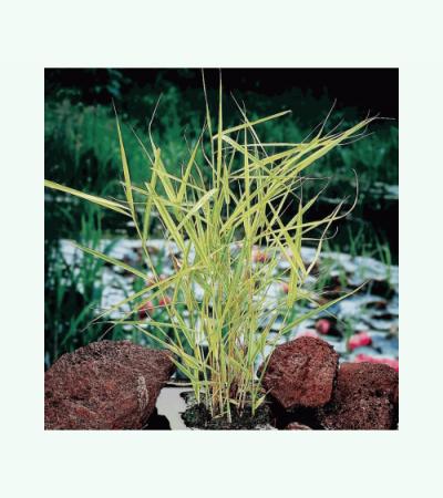 Bont riet (Phragmites Australis “variegata”) moerasplant (6-stuks)