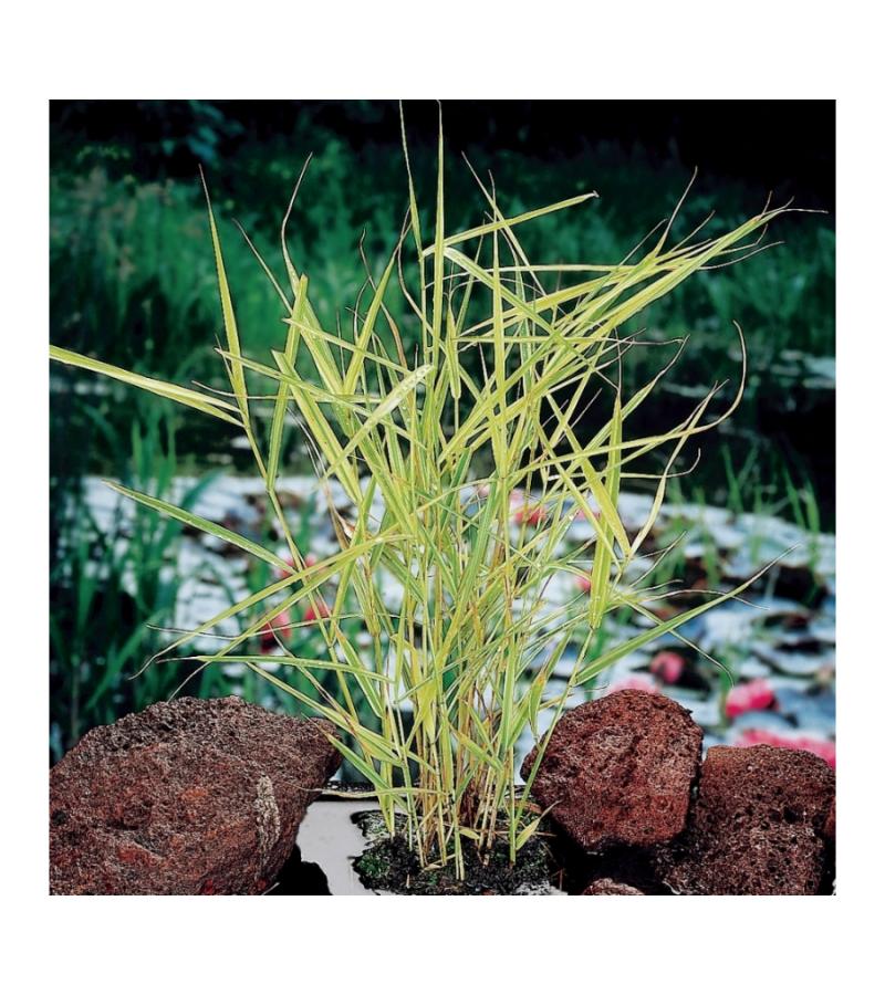 Bont riet (Phragmites Australis “variegata”) moerasplant (6-stuks)