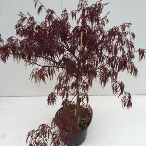Japanse esdoorn (Acer palmatum Garnet) heester 9 stuks