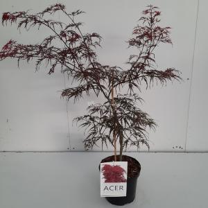 Japanse esdoorn (Acer palmatum "Garnet") heester - 40-50 cm - 1 stuks