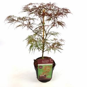 Japanse esdoorn (Acer palmatum "Garnet") heester - 50-60 cm - 1 stuks