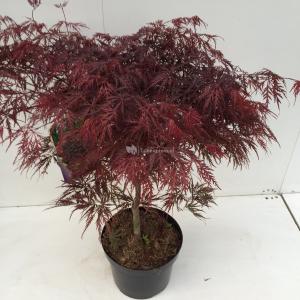 Japanse esdoorn (Acer palmatum "Garnet") heester - 60+ cm - 1 stuks