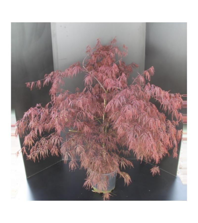 Japanse esdoorn (Acer palmatum "Garnet") heester