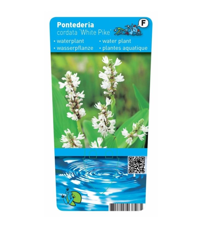 Wit snoekkruid (Pontederia cordata “alba”) moerasplant (6-stuks)