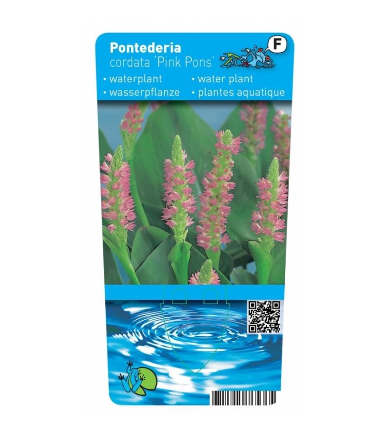 Roze snoekkruid (Pontederia cordata “Pink pons”) moerasplant (6-stuks)