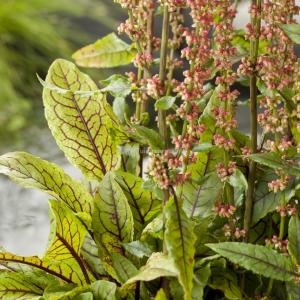 Afbeelding Bonte waterzuring (Rumex sanguinea) moerasplant - 6 stuks door Tuinexpress.nl