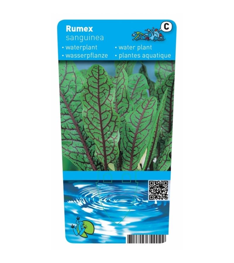 Bonte waterzuring (Rumex sanguinea) moerasplant (6-stuks)