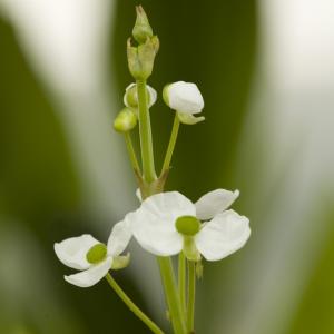 Smalbladig pijlkruid (Sagittaria graminea) moerasplant