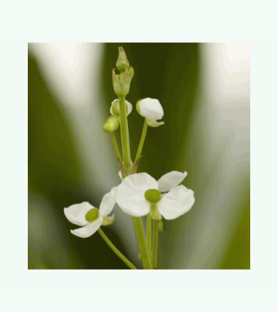 Smalbladig pijlkruid (Sagittaria graminea) moerasplant (6-stuks)