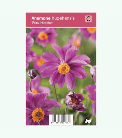 Herfstanemoon (anemone hupehensis "Prinz Heinrich") najaarsbloeier