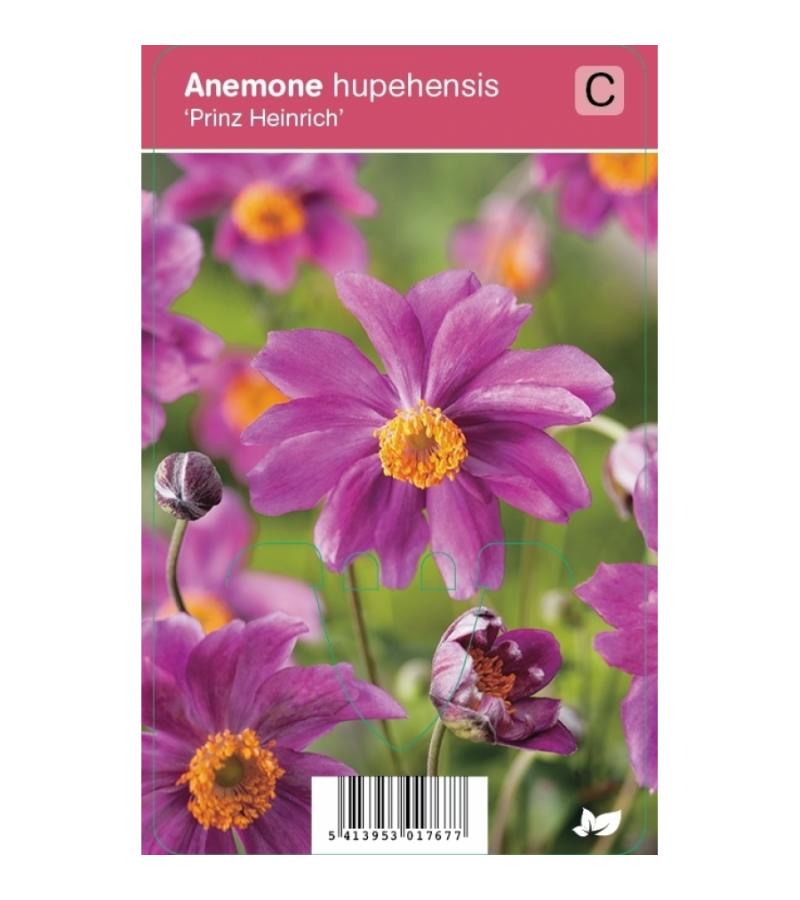 Herfstanemoon (anemone hupehensis "Prinz Heinrich") najaarsbloeier