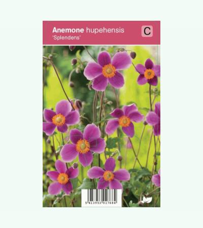 Herfstanemoon (anemone hupehensis "Splendens") najaarsbloeier