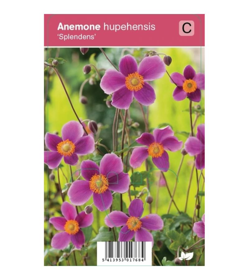 Herfstanemoon (anemone hupehensis "Splendens") najaarsbloeier