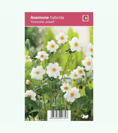 Herfstanemoon (anemone hybrida "Honorine Jobert") najaarsbloeier