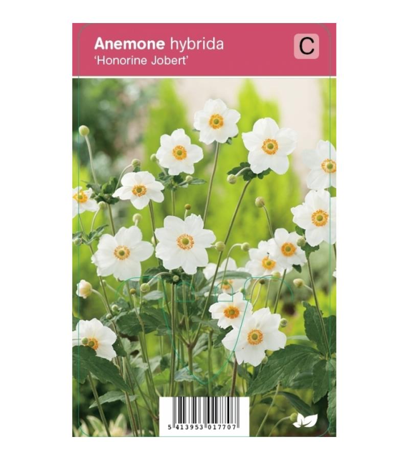 Herfstanemoon (anemone hybrida "Honorine Jobert") najaarsbloeier