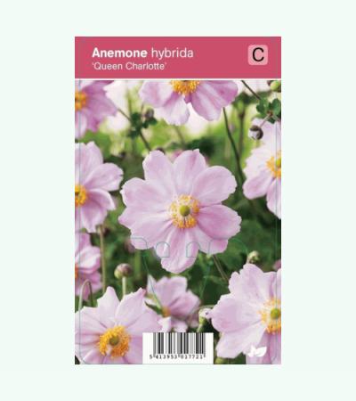 Herfstanemoon (anemone hybrida "Queen Charlotte") najaarsbloeier