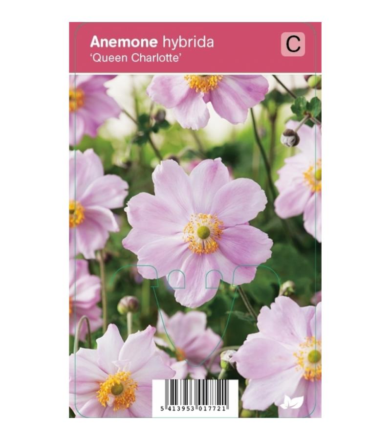 Herfstanemoon (anemone hybrida "Queen Charlotte") najaarsbloeier