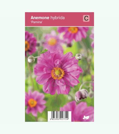 Herfstanemoon (anemone hybrida "Pamina") najaarsbloeier