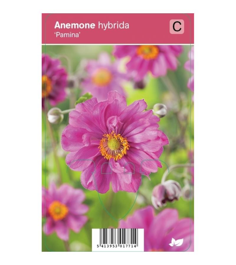 Herfstanemoon (anemone hybrida "Pamina") najaarsbloeier