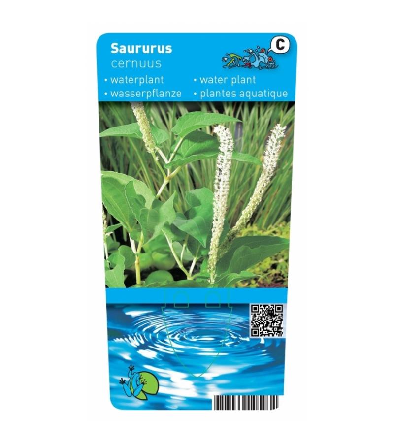 Leids plantje (Saururus cernuus) moerasplant (6-stuks)
