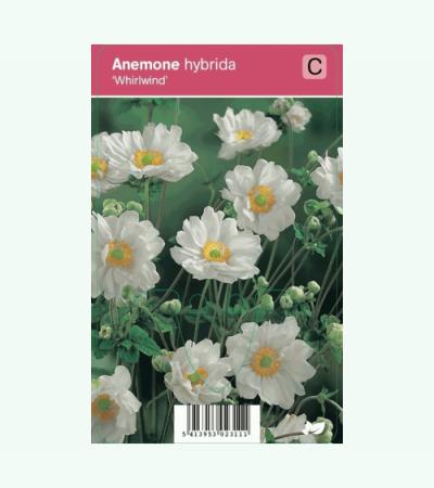 Herfstanemoon (anemone hybrida "Whirlwind") najaarsbloeier