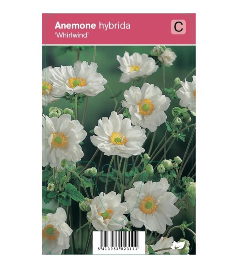 Herfstanemoon (anemone hybrida "Whirlwind") najaarsbloeier