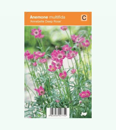Anemoon (anemone multifida "Annabella Deep Rose") zomerbloeier