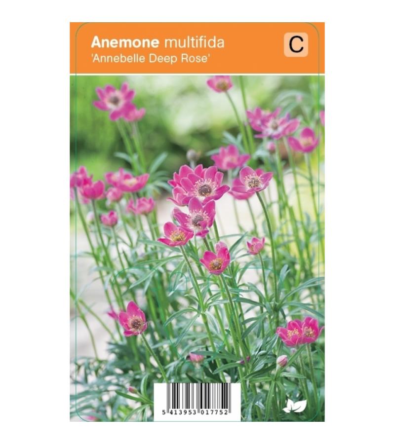 Anemoon (anemone multifida "Annabella Deep Rose") zomerbloeier