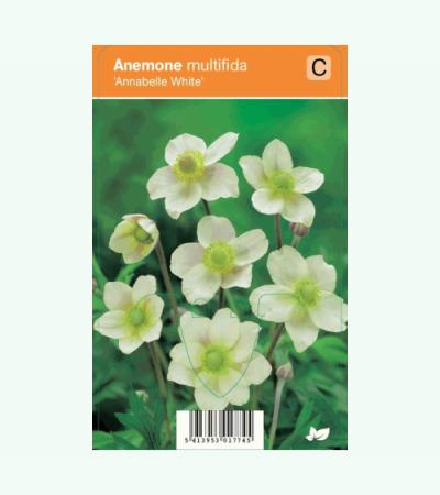 Anemoon (anemone multifida "Annabelle White") zomerbloeier