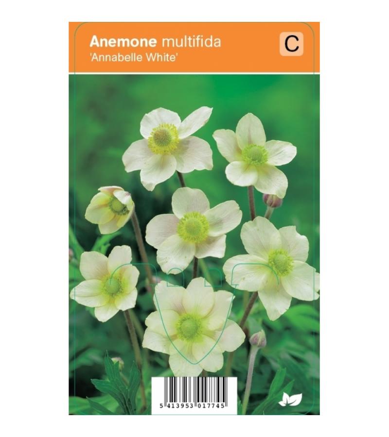 Anemoon (anemone multifida "Annabelle White") zomerbloeier