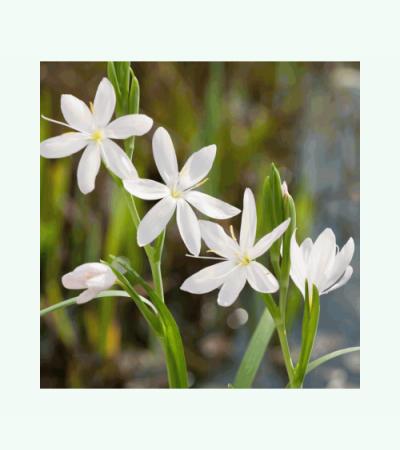 Witte kafferlelie (Schizostylis coccinea “alba”) moerasplant (6-stuks)