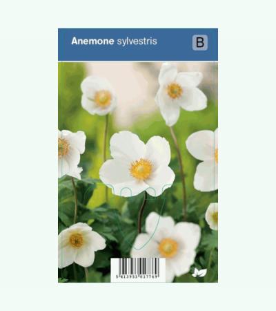 Anemoon (anemone sylvestris) schaduwplant