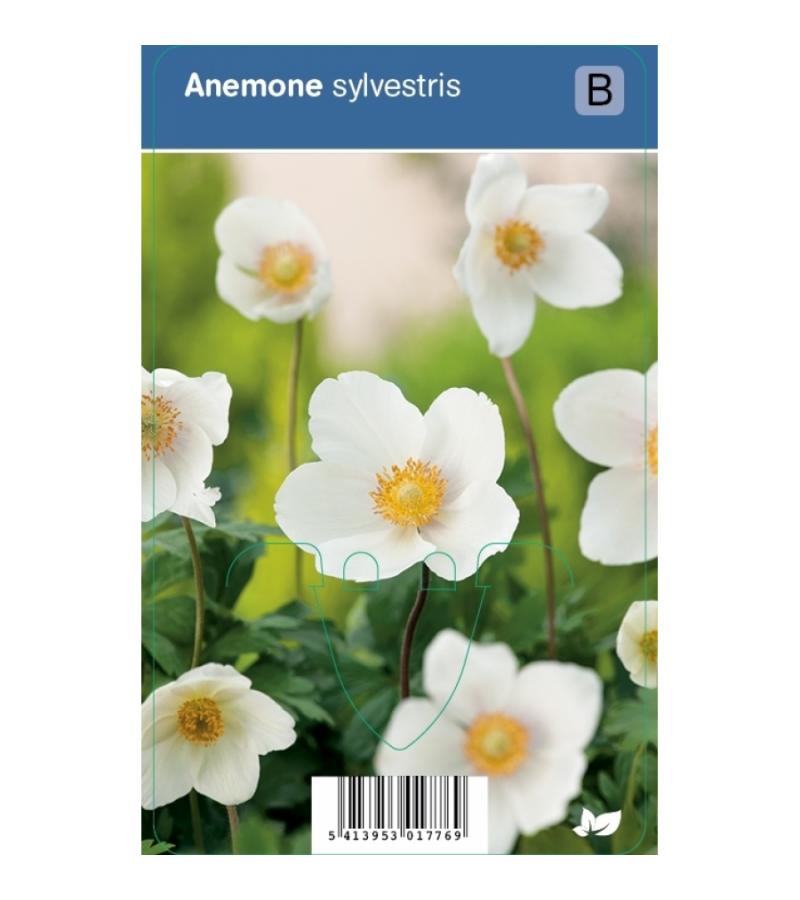 Anemoon (anemone sylvestris) schaduwplant