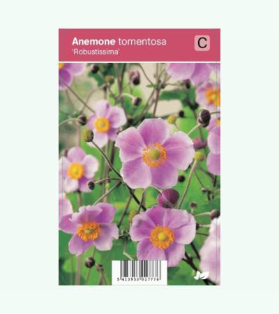 Herfstanemoon (anemone tomentosa "Robustissima") najaarsbloeier